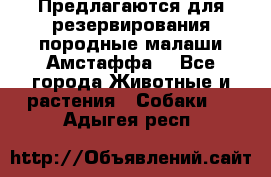 Предлагаются для резервирования породные малаши Амстаффа  - Все города Животные и растения » Собаки   . Адыгея респ.